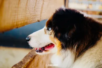 Photos réseaux sociaux, photogrape Angoulême, Cognac, Chateauneuf-sur-Charente.