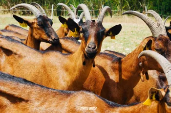 Photos réseaux sociaux, photogrape Angoulême, Cognac, Chateauneuf-sur-Charente.
