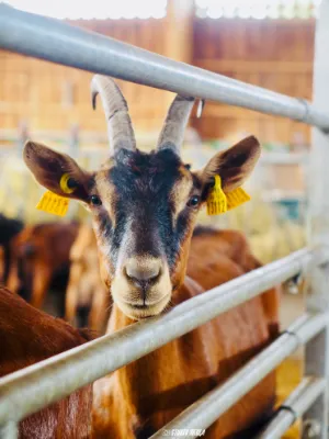 Photos vidéo entreprise réseaux sociaux Angoulême, Cognac, Charente.