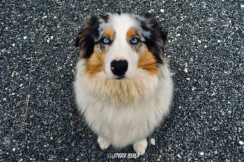 Photos vidéo entreprise réseaux sociaux Angoulême, Cognac, Charente.