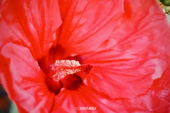 Photos vidéo entreprise réseaux sociaux Angoulême, Cognac, Charente.