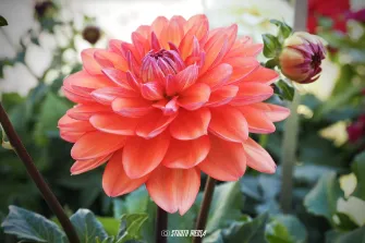 Photos vidéo entreprise réseaux sociaux Angoulême, Cognac, Charente.