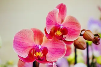 Photos vidéo entreprise réseaux sociaux Angoulême, Cognac, Charente.