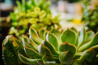 Photos vidéo entreprise réseaux sociaux Angoulême, Cognac, Charente.
