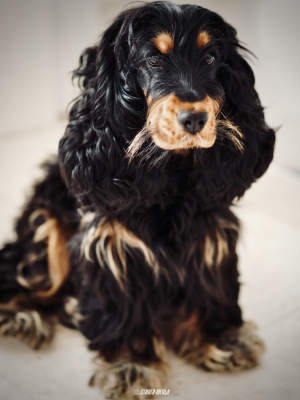 Photos réseaux sociaux, photogrape Angoulême, Cognac, Chateauneuf-sur-Charente.