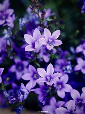 Photos réseaux sociaux, photogrape Angoulême, Cognac, Chateauneuf-sur-Charente.