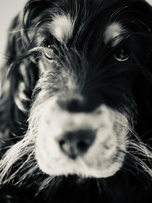 Photos réseaux sociaux, photogrape Angoulême, Cognac, Chateauneuf-sur-Charente.