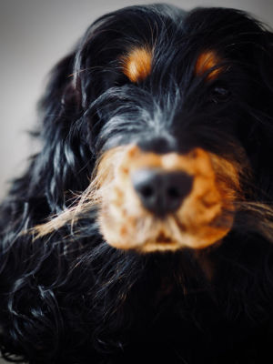 Photos réseaux sociaux, photogrape Angoulême, Cognac, Chateauneuf-sur-Charente.