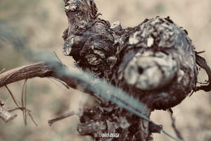 Photos réseaux sociaux, photogrape Angoulême, Cognac, Chateauneuf-sur-Charente.