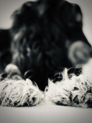 Photos réseaux sociaux, photogrape Angoulême, Cognac, Chateauneuf-sur-Charente.