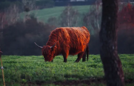Photos vidéos réseaux sociaux Angoulême, Bordeaux, Saintes, Cognac.