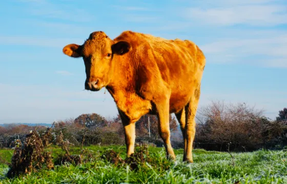Photos vidéos réseaux sociaux Angoulême, Bordeaux, Saintes, Cognac.