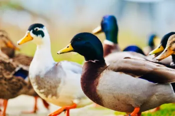 Photos réseaux sociaux, photogrape Angoulême, Cognac, Chateauneuf-sur-Charente.