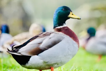 Photos réseaux sociaux, photogrape Angoulême, Cognac, Chateauneuf-sur-Charente.