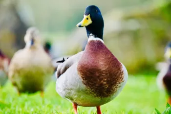 Photos réseaux sociaux, photogrape Angoulême, Cognac, Chateauneuf-sur-Charente.